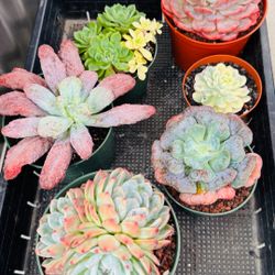 $100 A Tray  Mixed Echevia Imported