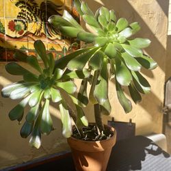 Beautiful Established Succulent In Terra Cotta Pot