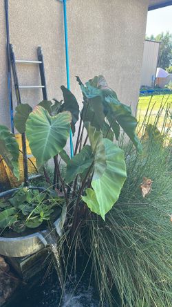 Green Elephant Ear (Taro)