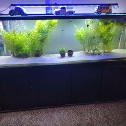 Aquarium Tank 