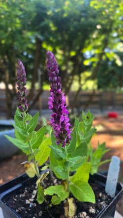 Salvia 'Swifty Rose' Plant