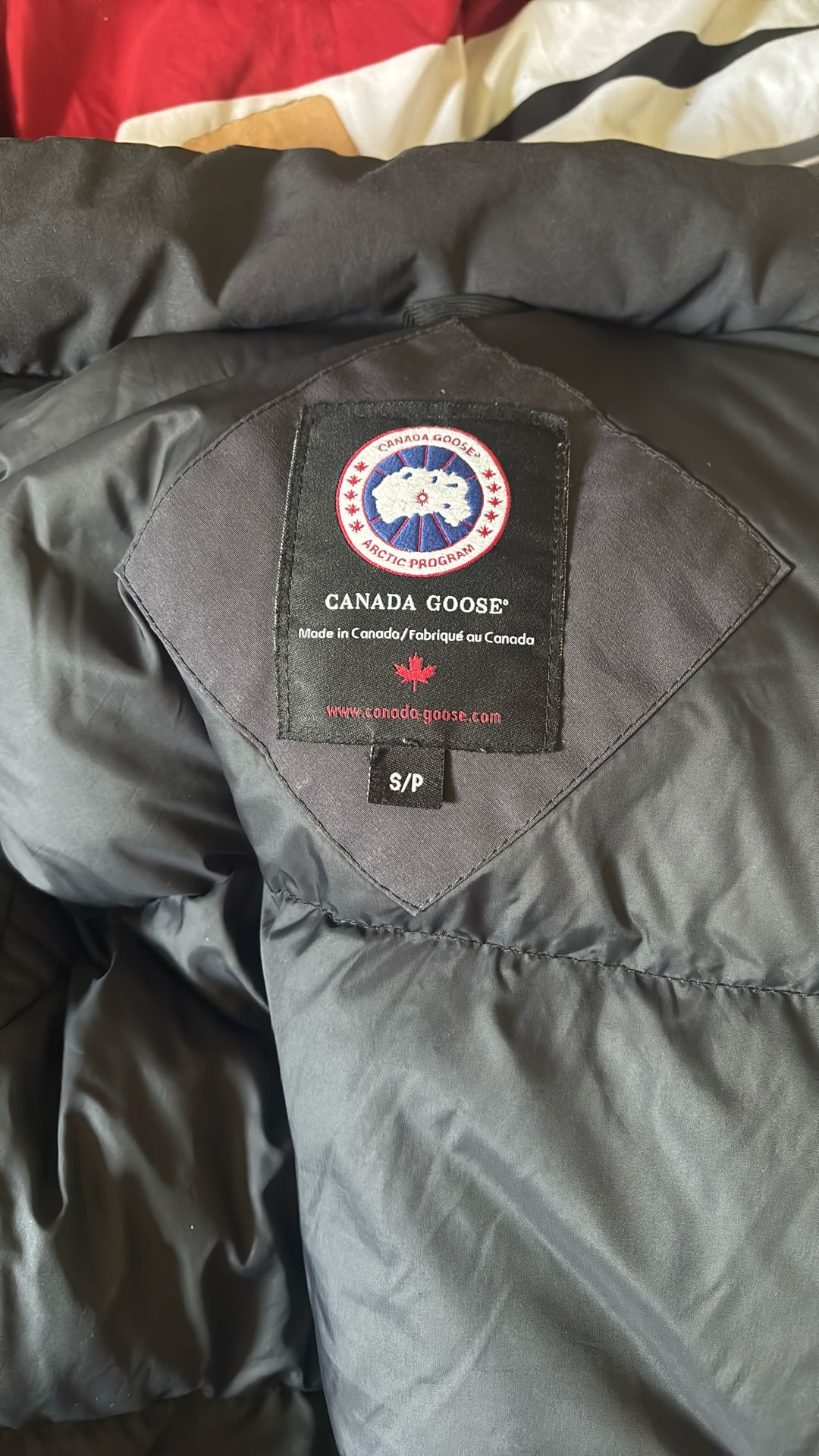 canada goose