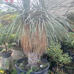 Huge sale yucca rostrata plants on sale now $1500