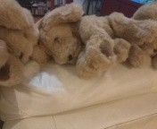 Muttsy by Gund collector's stuffed puppy