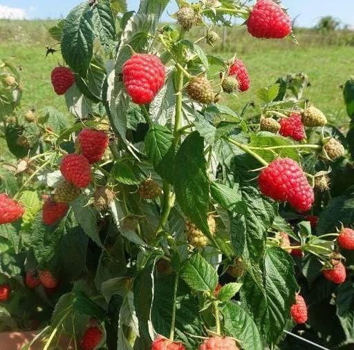 Raspberry Plant