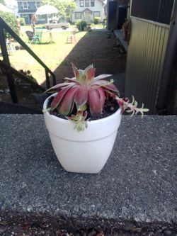 Succulent