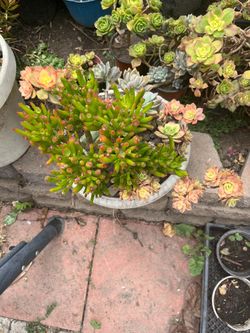 Beautiful Korean Succulents Pot