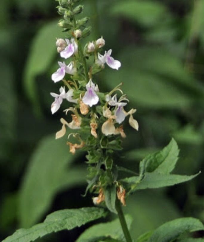 1 Live American Germander Plant in pot (Teucrium canadense)
