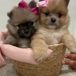 Canastas Para Pascua