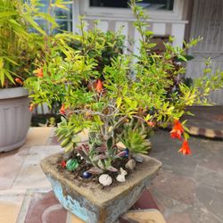 Beautiful Bonsai Dwarf Pomegrante Mix Rare Succulents Tree In Cement Pot ! Blooming Flowers ♥️♥️