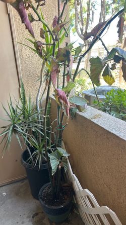 Angel wing begonia indoor/outdoor tropical weather plant