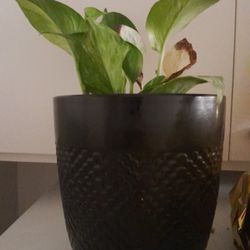 All These Plants And Pots $30