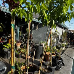 Fruiting Mulberry Trees