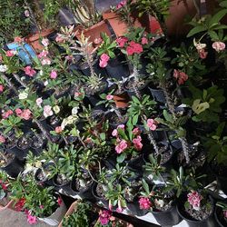 Coronas  de Cristo $25 cada una