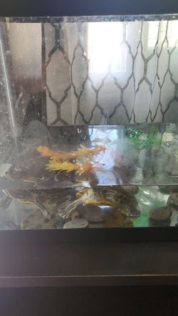 Tank size 10 Aquarium Glass