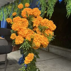 MARIGOLDS