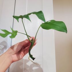 Mini Monstera (Rhaphidophora Tetrasperma)