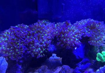 Coral Decoration Purple Hammer Coral