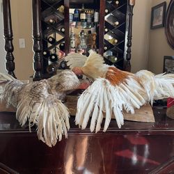 Gallos De Pelea 🐓