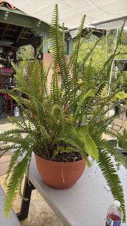 Elecho plant 3 ft