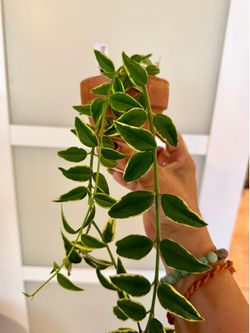 Hoya Bella Outer Variegated plant 🌱