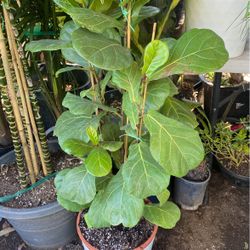 Fig tree