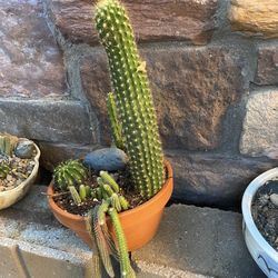 Cactus Plant