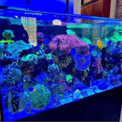 field seem Top Fish Tank Setup – Great Design and Quality
