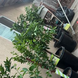 Lemon,Guava , Mandarina , Naranja Tree