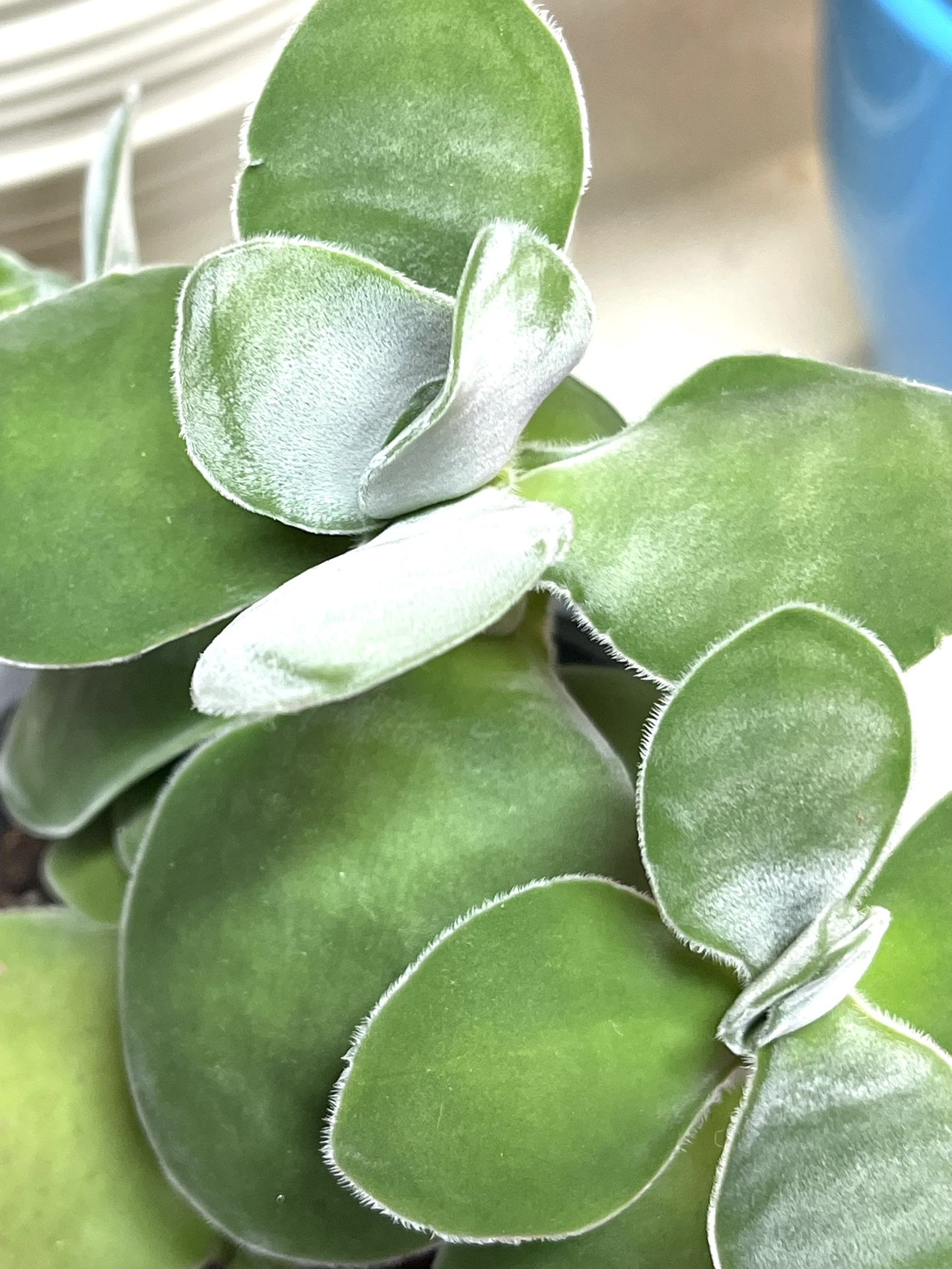 Rare Succulent Crassula Cotyledonis - Dubia In Clay Pot 4”H.