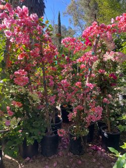 5 Gallon Size- Bottlebrush- Bird of Paradise- Boxwood- Lavender- Oleander- Hibiscus- Jasmine- Privet- Pine