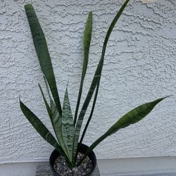 Sansevieria Live Plant 