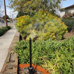 Sprinklers and Drain 