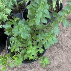 Ortiga Plants De Un Galón 