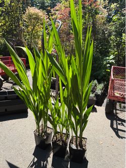 Huge ‘Lucifer’ Crocosmia perennial plants —