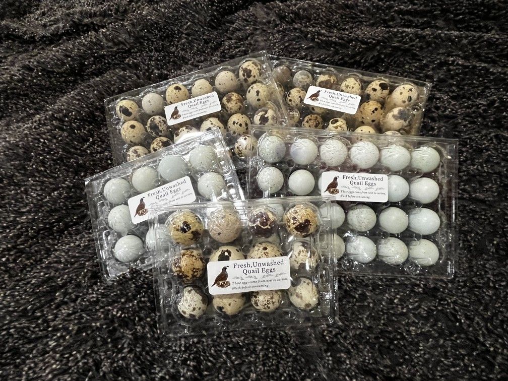 Quail Eggs