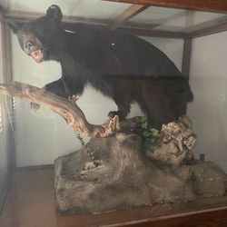 Taxidermy Bear 
