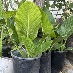 Elephant Ear Plant 