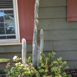Cactus/Succulent Plants 