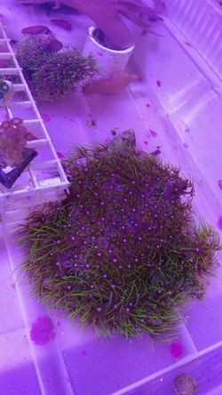 Green star polyp rocks