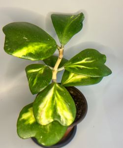Hoya Kerri inner variegated