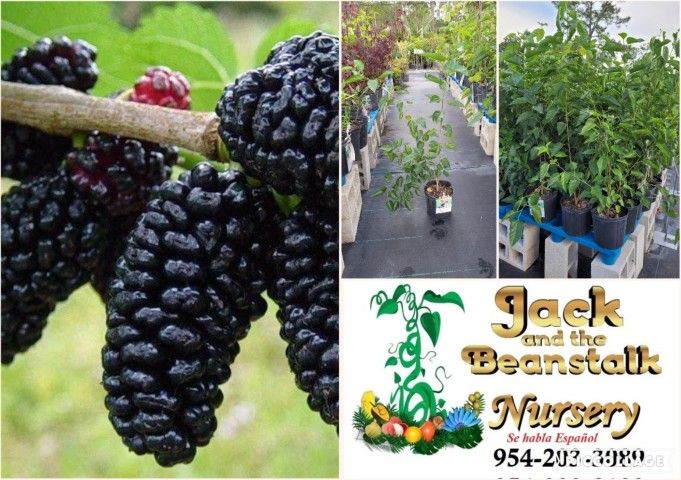 Thai Dwarf Mulberry Tree Fruiting 3gal Arboles De Mora Thailandesa En 3gal