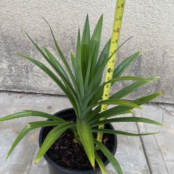 PANDAN Pandan Plants  (Lá Dứa) Edible Plants