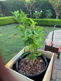 Orange trees