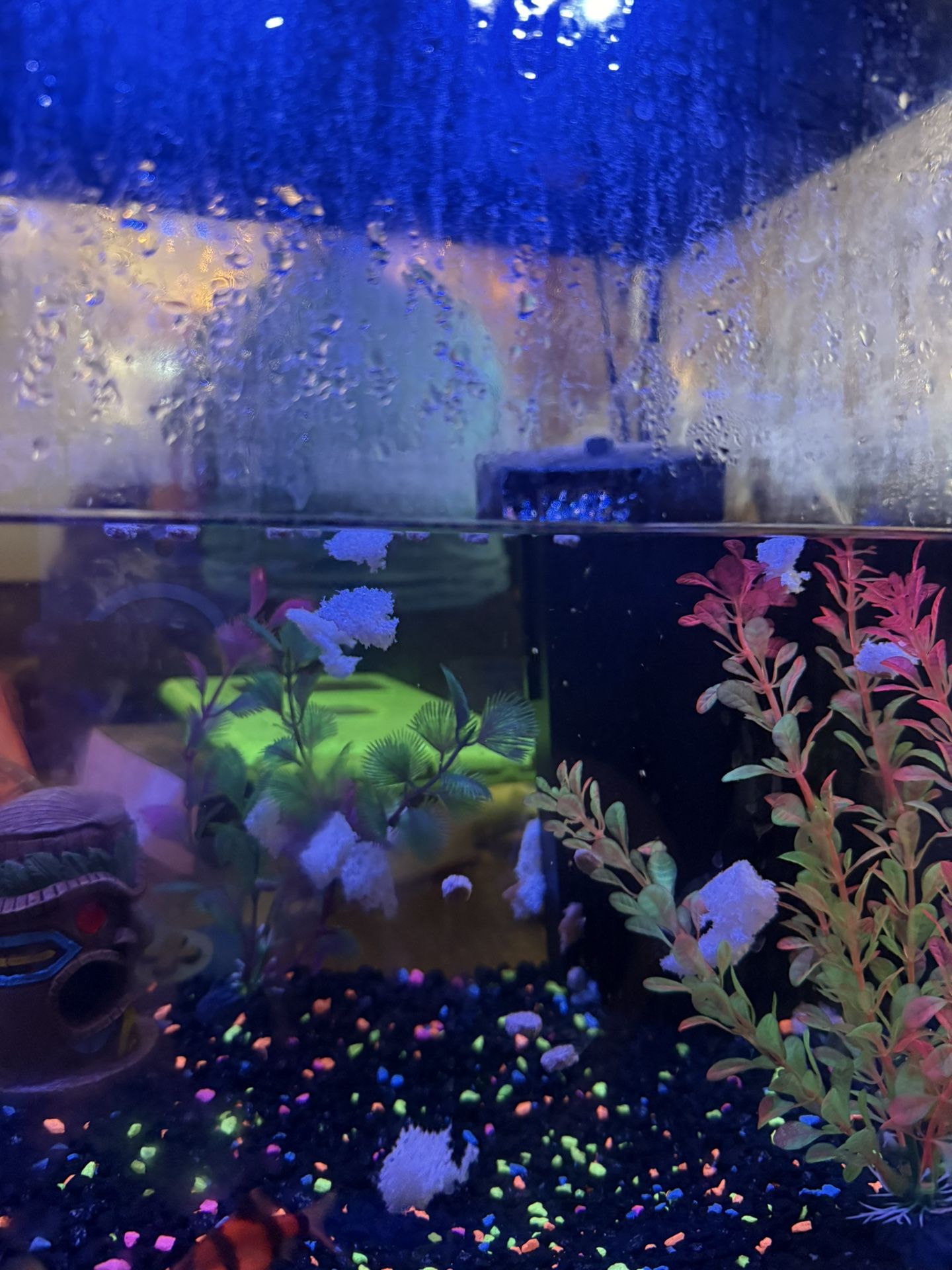 Fish Tank