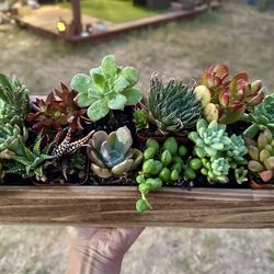 Wooden Box with 12 Succulents/ Caja de madera con 12 suculentas *‼️varieties may vary‼️