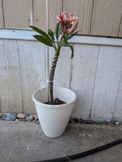 Plumería Plant,Rooted.