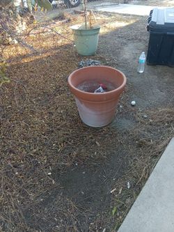 Tierra Cotta pot