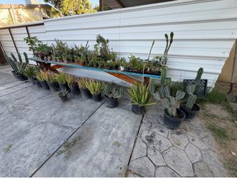 Plants succulents
