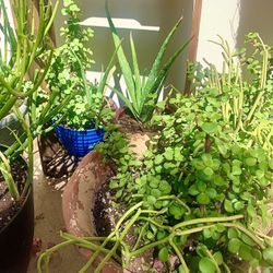 Elephant Food Plants